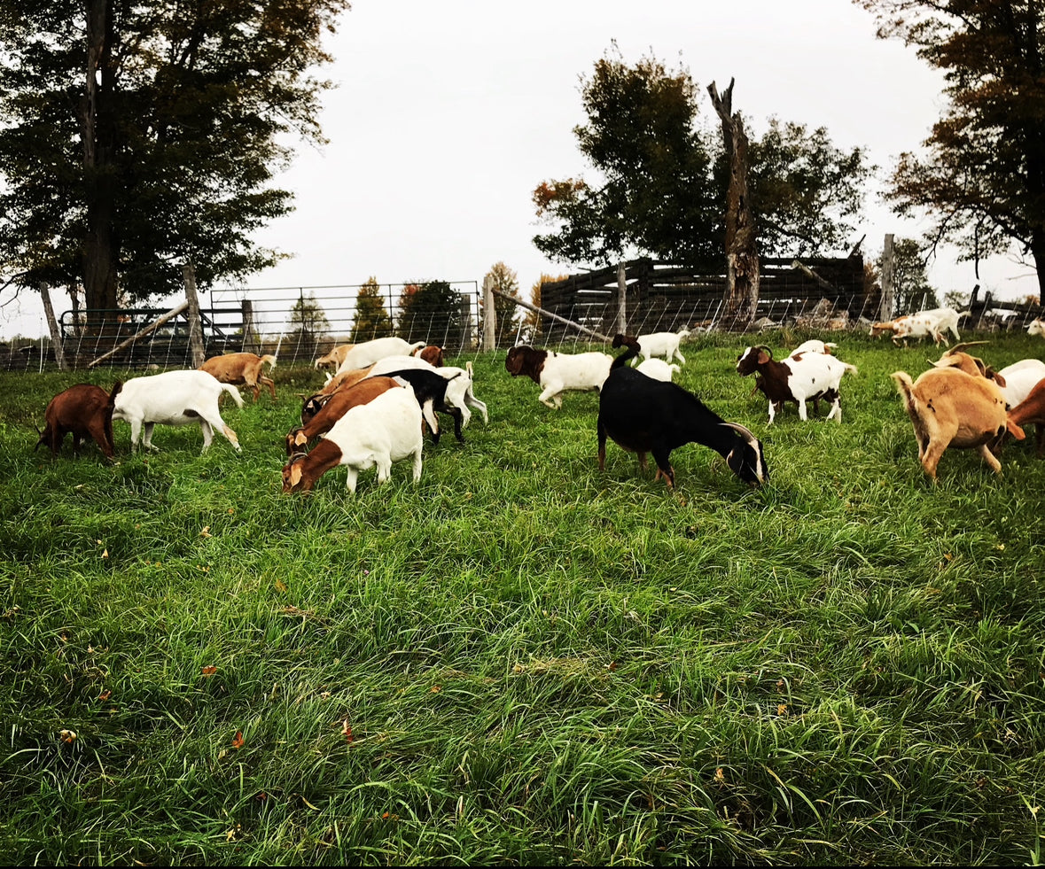 Pasture Raised Goat